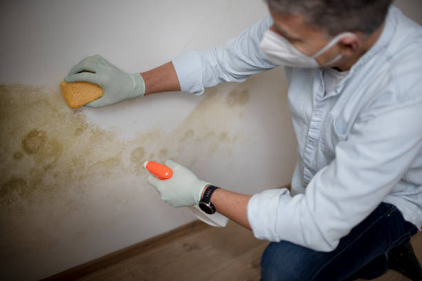 Certified Mold Removal in Denver, PA