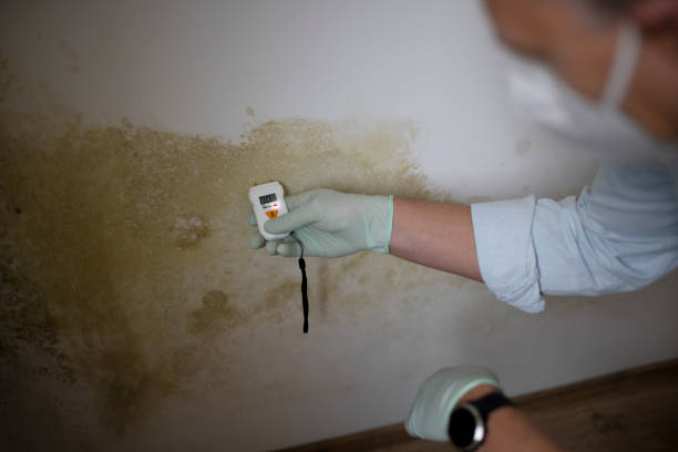 Best Professional Mold Removal  in Denver, PA