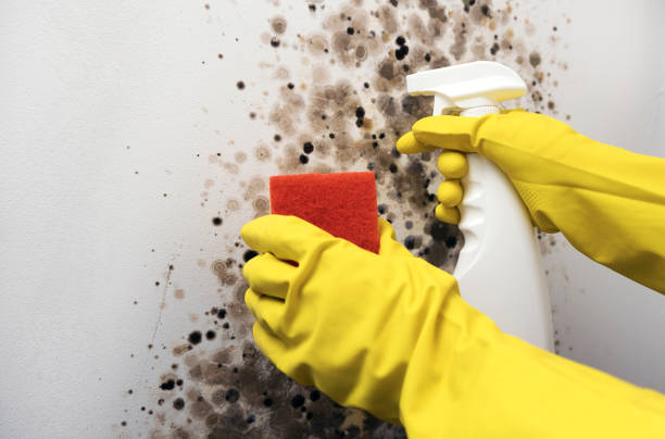 Best Black Mold Removal  in Denver, PA