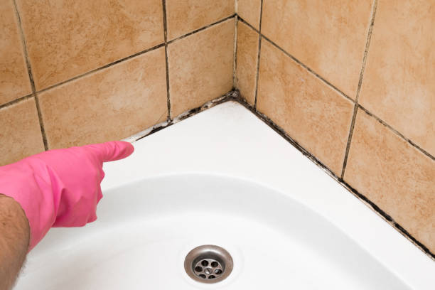 Best Mold Testing  in Denver, PA