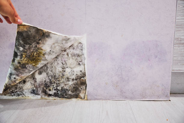 Best Local Mold Removal Service  in Denver, PA